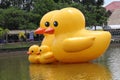 Duck rubber sculptures.